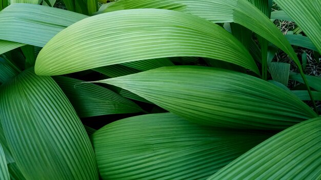 Naturaleza hojas verdes para fondos