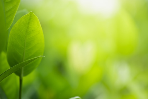 naturaleza hojas verdes sobre fondo de árbol de vegetación borrosa con luz solar en parque público jardín