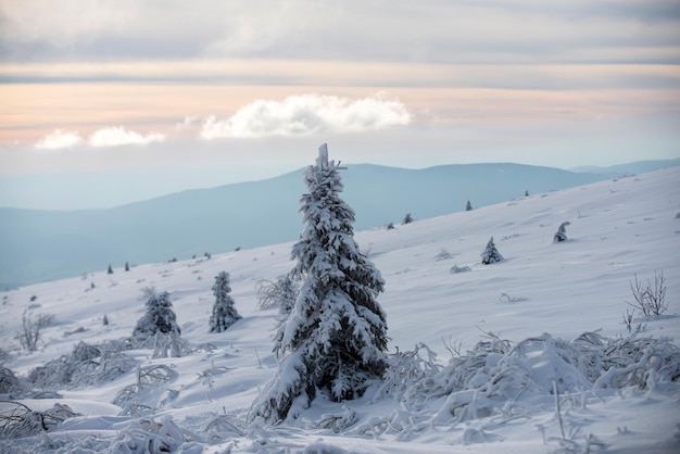 Naturaleza invernal para el diseño del paisaje invernal con árboles cubiertos de escarcha de nieve