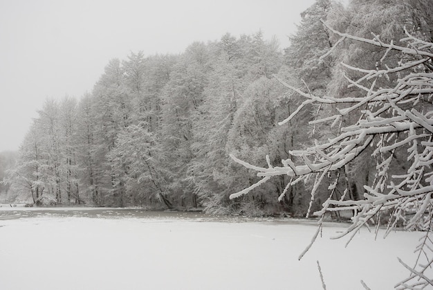 Foto naturaleza en invierno nieve blanca en los árboles y en el lago paisaje de invierno tranquilo