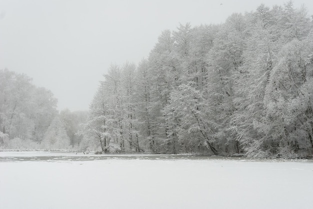 Foto naturaleza en invierno nieve blanca en los árboles y en el lago paisaje de invierno tranquilo