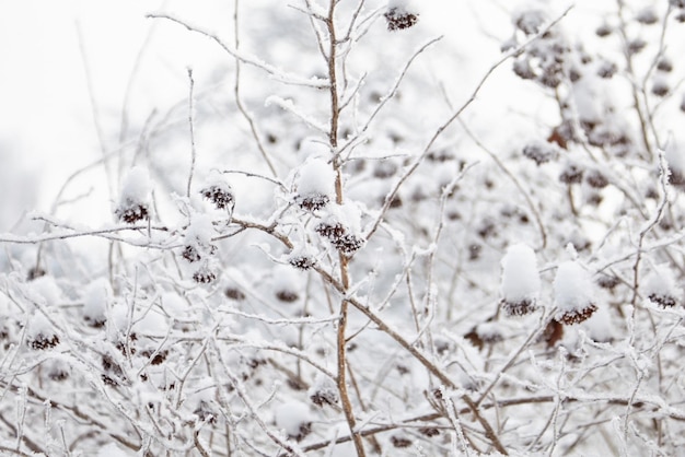 La naturaleza en invierno Nieve y helada en las ramas de un arbusto