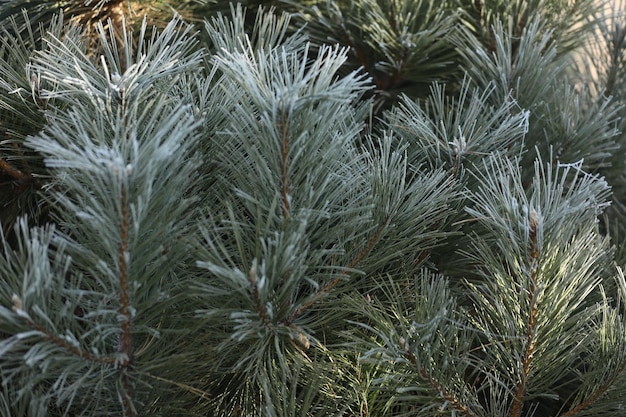 naturaleza invierno patrón de ramas de pino con nieve