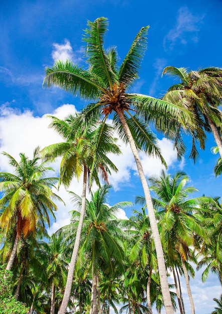 Naturaleza de la isla de Maldivas Paisaje con cielo azul