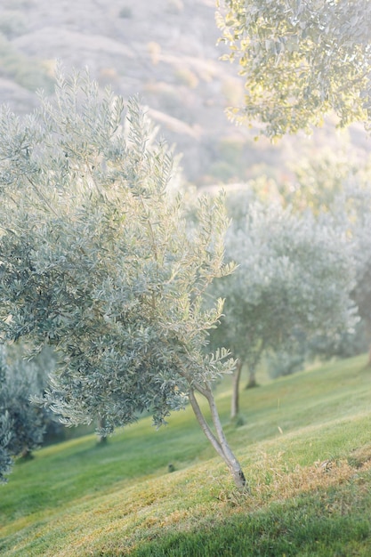 Naturaleza italiana al atardecer Colores pastel suaves en verano Bellas artes en fotografía de paisaje