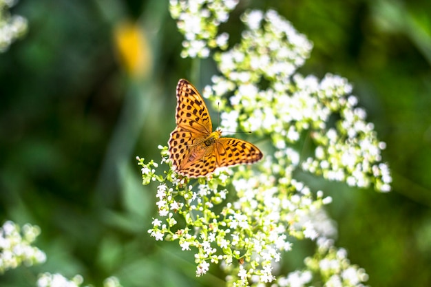 Naturaleza de Japón