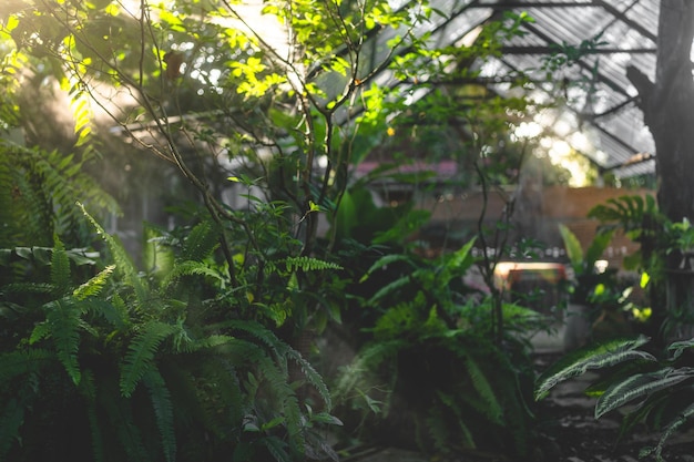 Naturaleza jardín tropical al aire libre con un árbol y una planta de hojas en la mañana de la niebla y la luz del sol hermoso bosque verde en el entorno de fondo de verano de la agricultura de crecimiento de madera con luz solar