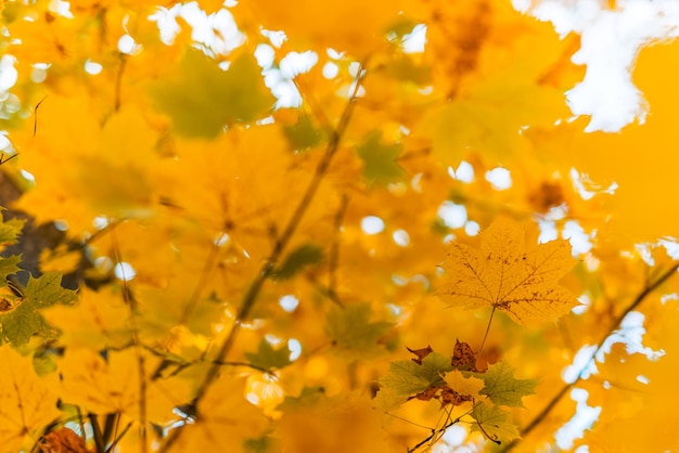 Naturaleza majestuosa. Hojas de otoño coloridas, fondo de pradera de hojas de otoño idílicas doradas bajo el sol