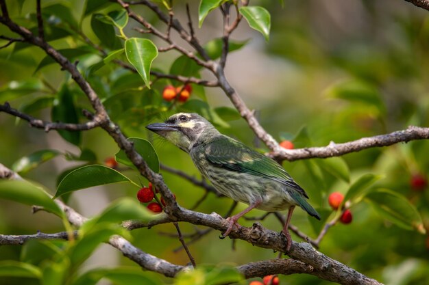 Foto la naturaleza de la mañana