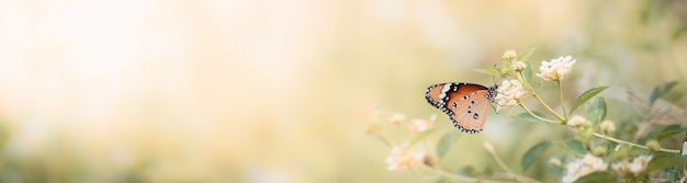 Naturaleza de la mariposa y la flor en el jardín utilizando como fondo la portada del día de las mariposas o el diseño de papel tapiz de la página de aterrizaje del folleto de la plantilla de banner