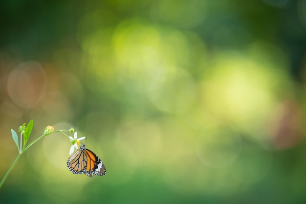 Naturaleza de la mariposa y la flor en el jardín utilizando como fondo la portada del día de las mariposas o el diseño de papel tapiz de la página de aterrizaje del folleto de la plantilla de banner