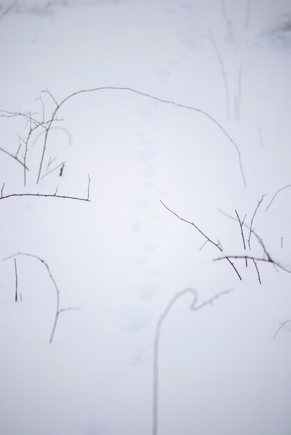 Naturaleza de minimalismo de fondo de invierno Ramas de debajo de la nieve