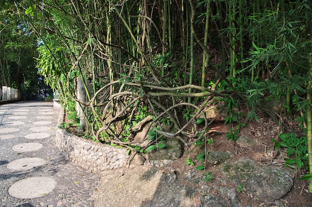 La naturaleza en la montaña Pan de Azúcar en Río de Janeiro, Brasil