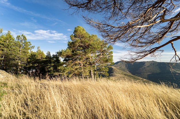 Naturaleza montaña plantas árboles