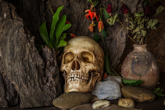 Naturaleza muerta con un cráneo humano con plantas del desierto, cactus, rosas y flores secas.