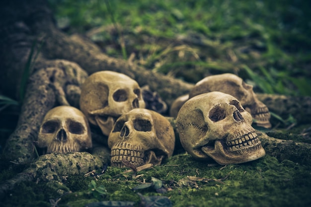 Naturaleza muerta con cráneo humano en las raíces