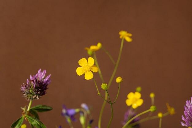 Naturaleza muerta con flores silvestres amarillas sobre fondo marrón. Composición de moda moderna con flor seca, vista lateral de sombras oscuras