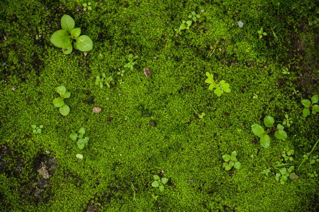 Naturaleza de musgo verde