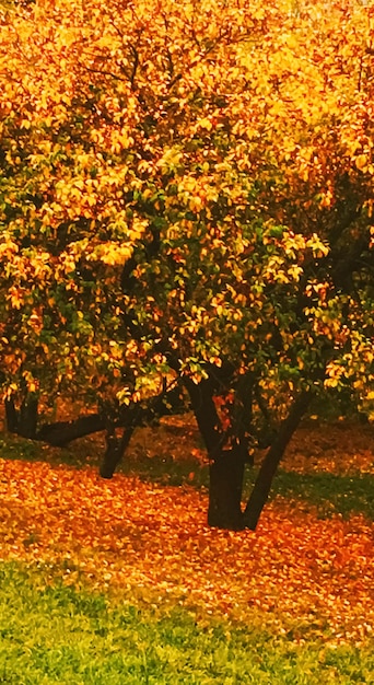 Naturaleza otoñal en el parque hojas de otoño y árboles al aire libre