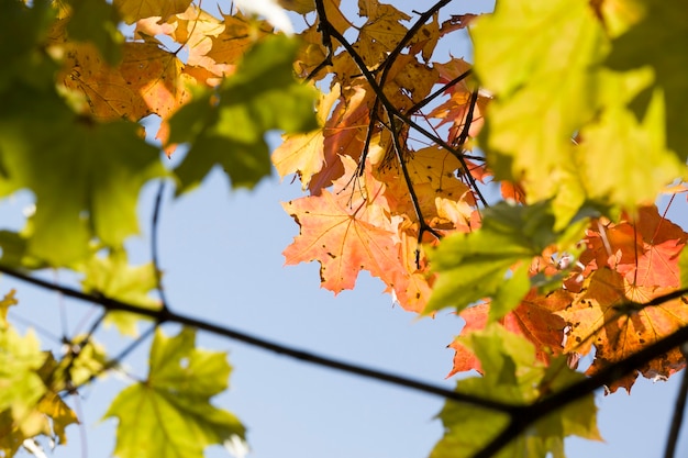 naturaleza otoñal a principios de otoño