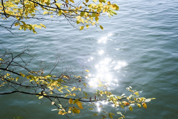 Naturaleza otoñal con ramas de árboles sobre el lago