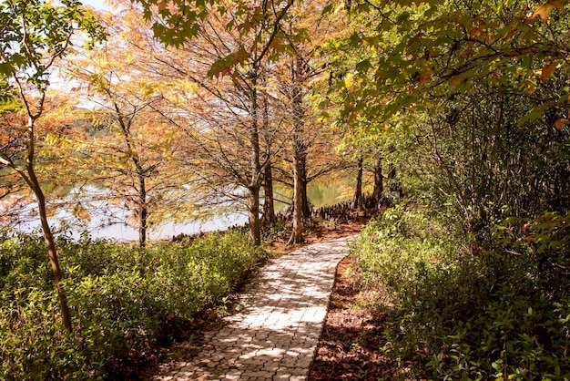 Naturaleza en otoño paseo en medio de la luz de la naturaleza a través de los árboles