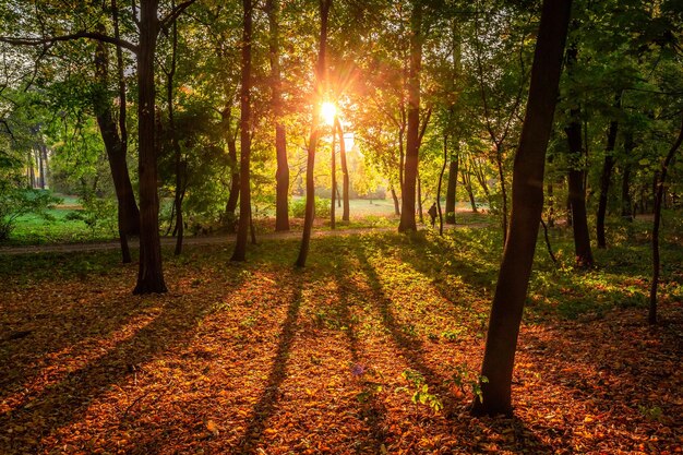 Naturaleza durante el otoño en Polonia Bosque de otoño al atardecer