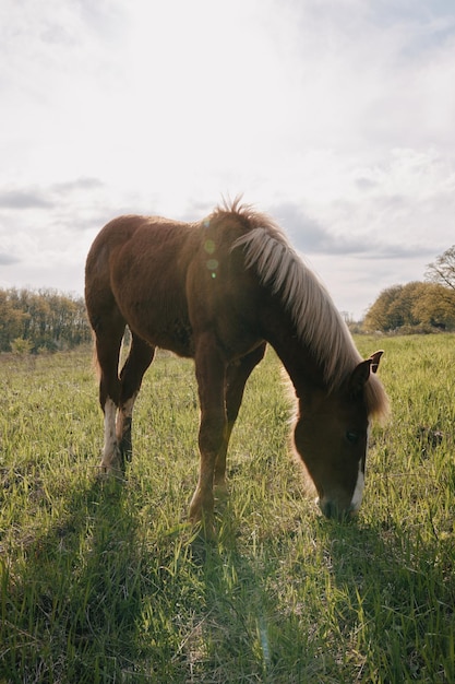 Naturaleza paisaje caballo en el campo comiendo hierba animales