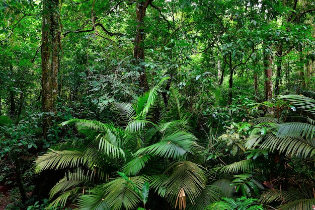 Foto naturaleza del paisaje hermoso de la selva tropical en tailandia.