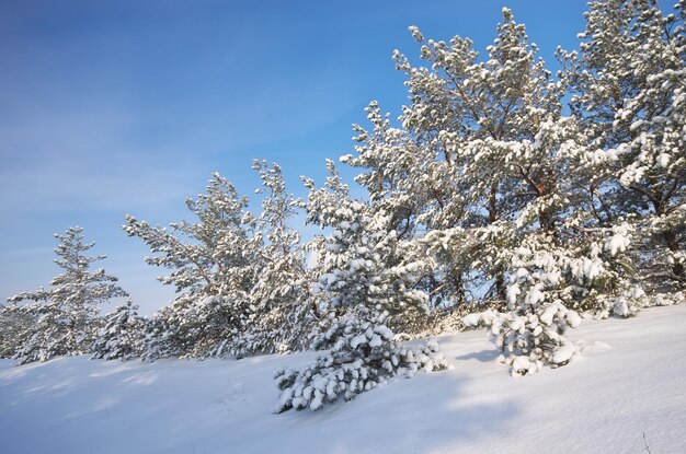 Naturaleza del paisaje de invierno