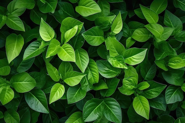 La naturaleza del papel tapiz de hoja verde