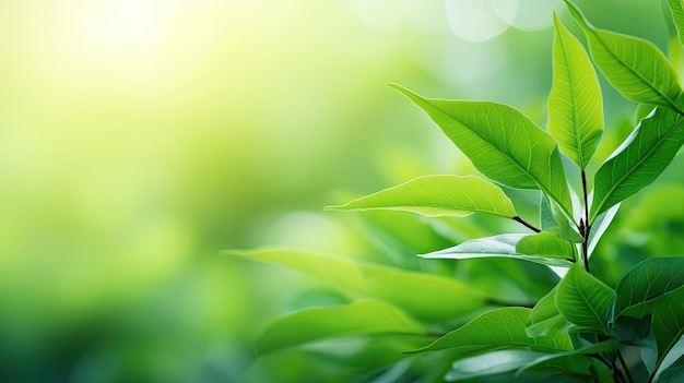 La naturaleza del papel tapiz de hoja verde