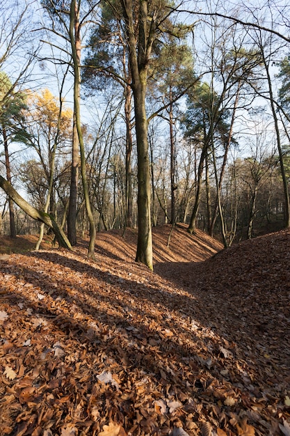 naturaleza en el parque de otoño