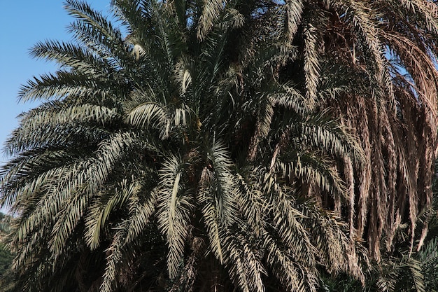 Naturaleza en el pequeño pueblo sobre el río Nilo, Sudán