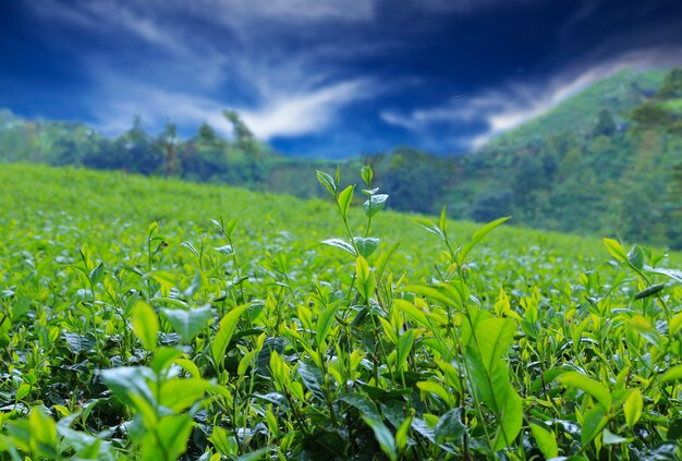 Naturaleza con plantilla de fondo de cielo azul