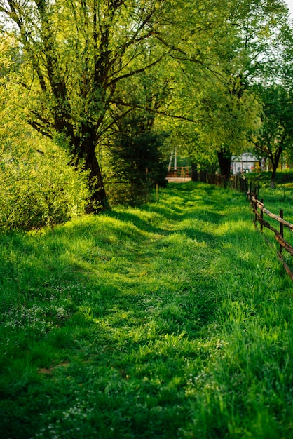 Naturaleza, primavera, hierba, pueblo. Pista rural. Se puede utilizar como fondo.