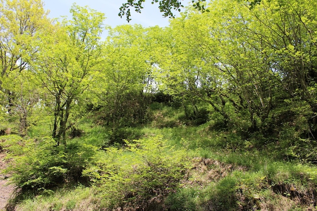 La naturaleza la primavera la naturaleza verde