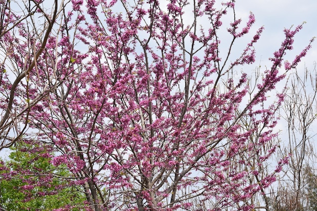 naturaleza primavera rosado árbol flores