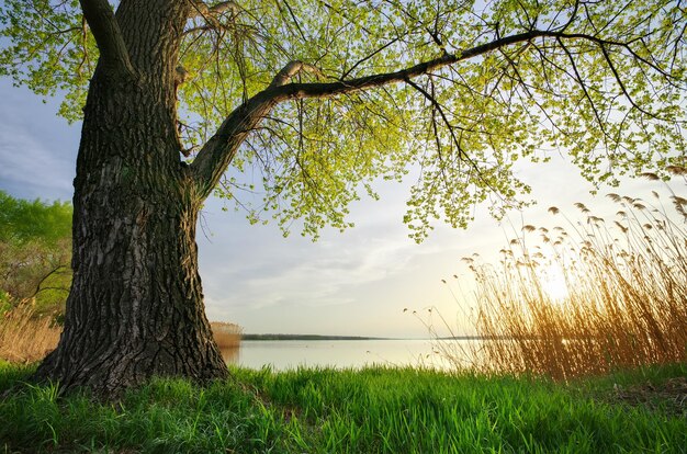 La naturaleza de primavera