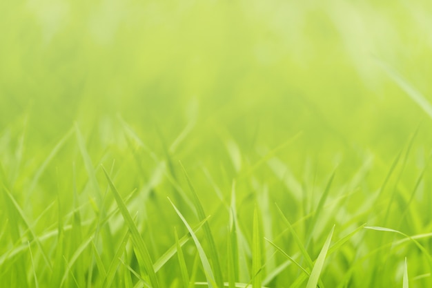 Naturaleza del primer de la hierba verde en jardín bajo luz del sol, fondo natural de la planta verde.