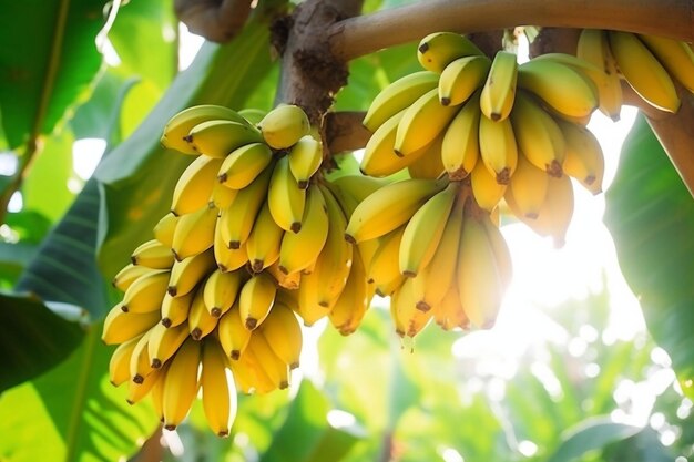 Naturaleza Árboles de frutas exóticas Ramo de plátano