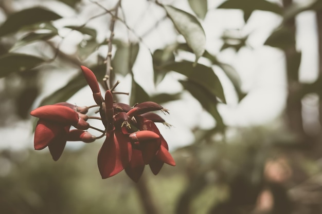 Naturaleza real belleza fondo Copia espacio primer plano rojo árbol flor flor Bismarck furioso color planta verde hojas parque Diseño floral Amor romance concepto Principios de la primavera tarde frío oscuro estado de ánimo