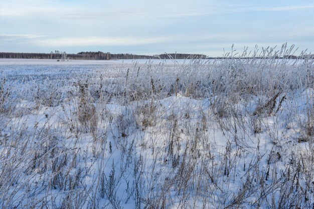 Naturaleza de Rusia en un invierno helado