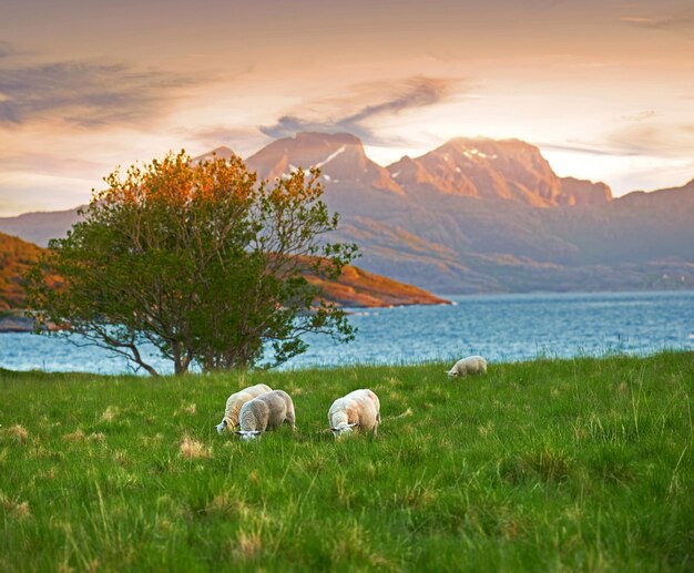 Naturaleza salvaje del desierto de montaña del norte de Noruega cerca de Bodo y Kjerringoy en el norte de Noruega