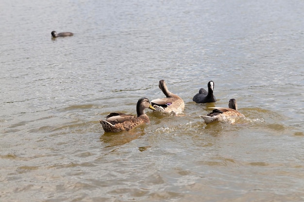 Naturaleza salvaje con patos de aves acuáticas, pequeños patos salvajes en primavera o verano en la naturaleza, hermosos patos salvajes en la naturaleza en el lago