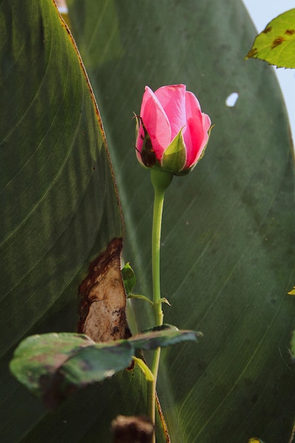 La naturaleza y su entorno