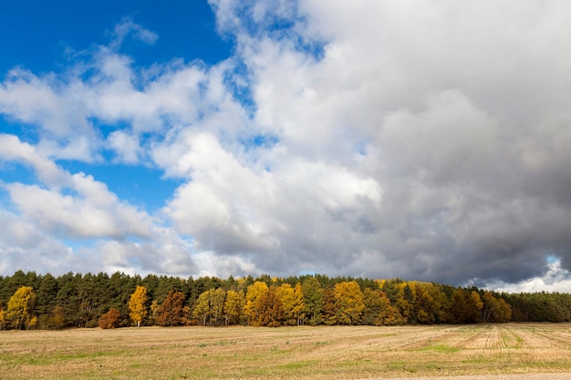 Naturaleza en la temporada de otoño: árboles fotografiados y naturaleza en el otoño del año, vegetación y árboles amarillentos