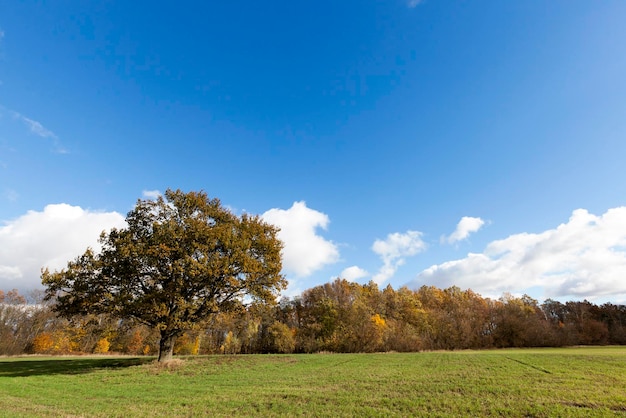 Naturaleza en temporada de otoño