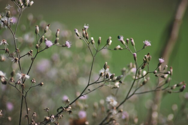 Foto la naturaleza tiene belleza en todos los aspectos sólo tienes que ver