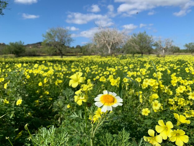 Foto la naturaleza tiene los colores más hermosos